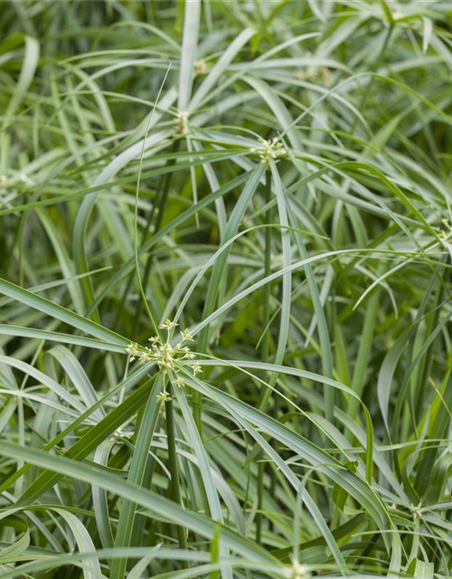 Cyperus alternifolius