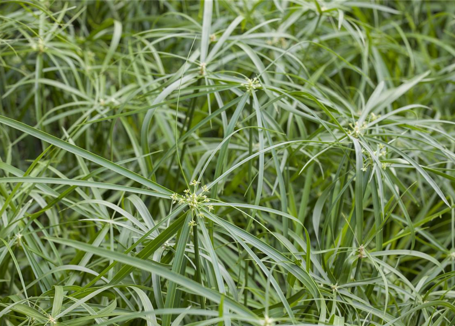 Cyperus alternifolius