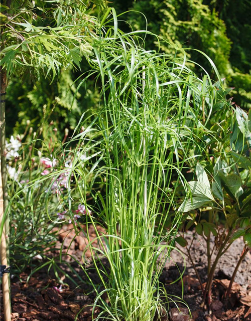 Cyperus alternifolius