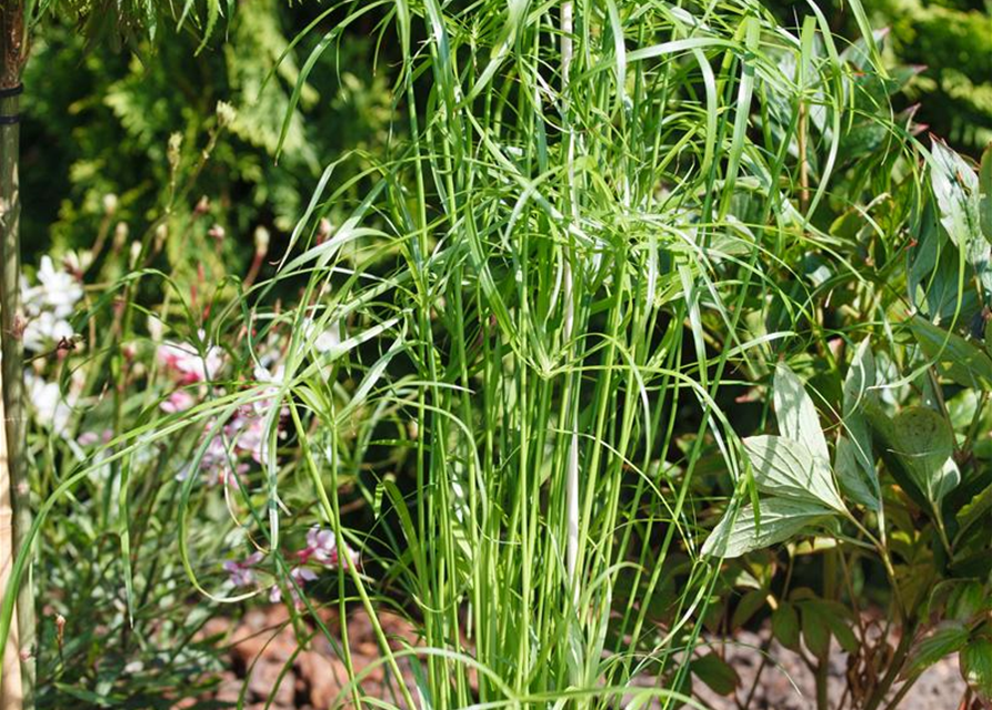 Cyperus alternifolius