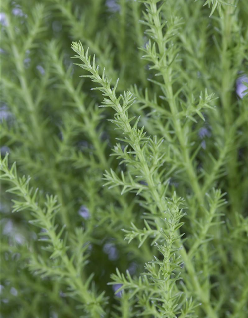 Cupressus Goldcrest