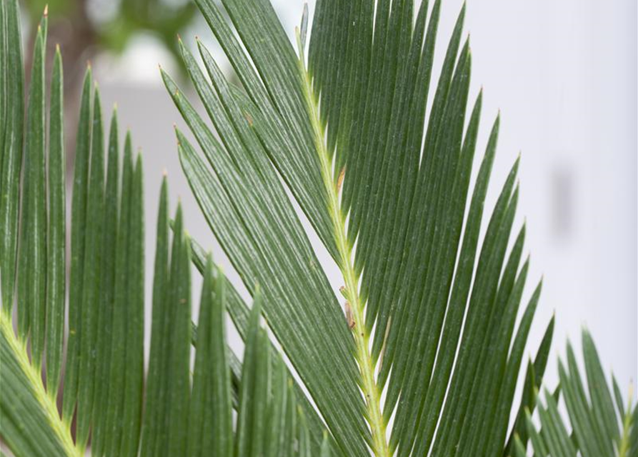 Cycas revoluta