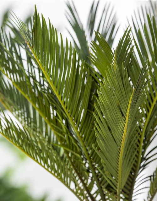 Cycas revoluta