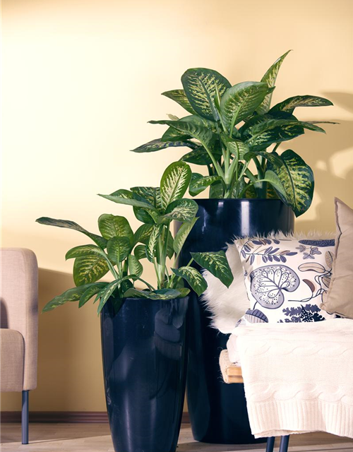 Dieffenbachia Mix