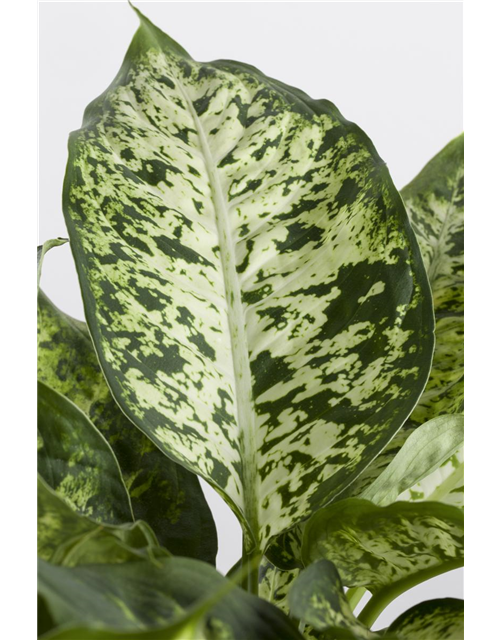 Dieffenbachia Compacta