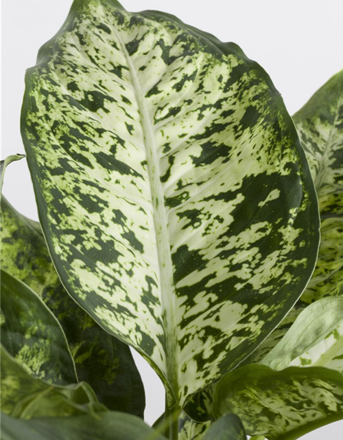 Dieffenbachia Mix