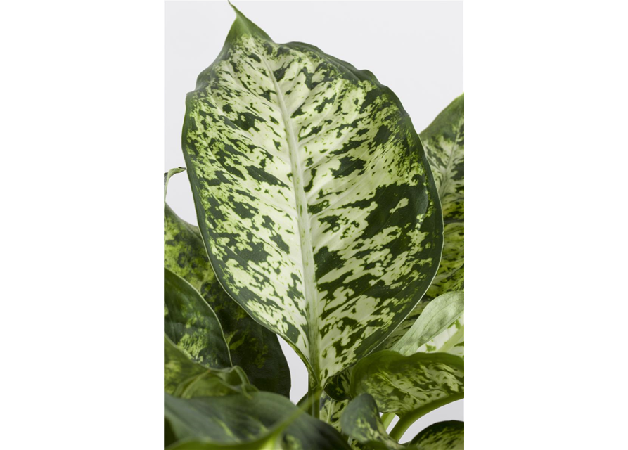 Dieffenbachia Compacta