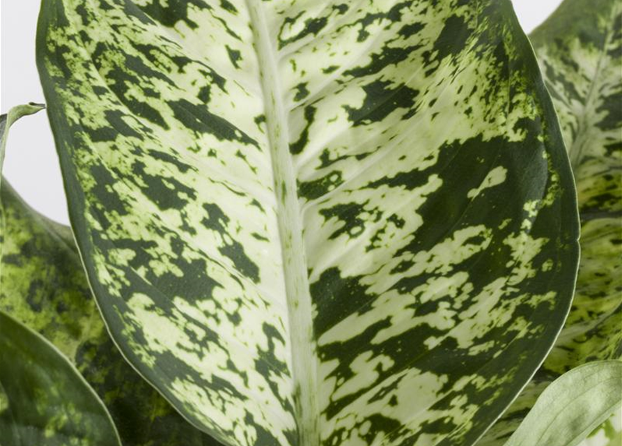 Dieffenbachia Mix