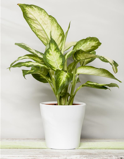 Dieffenbachia Mix