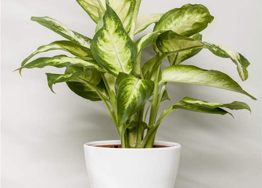 Dieffenbachia Mix