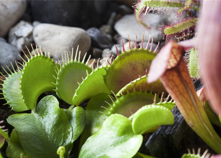 Dionaea muscipula