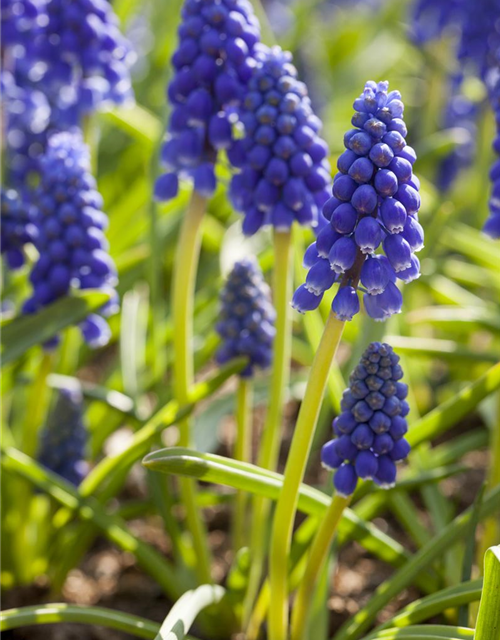 Muscari armeniacum x20 9/10