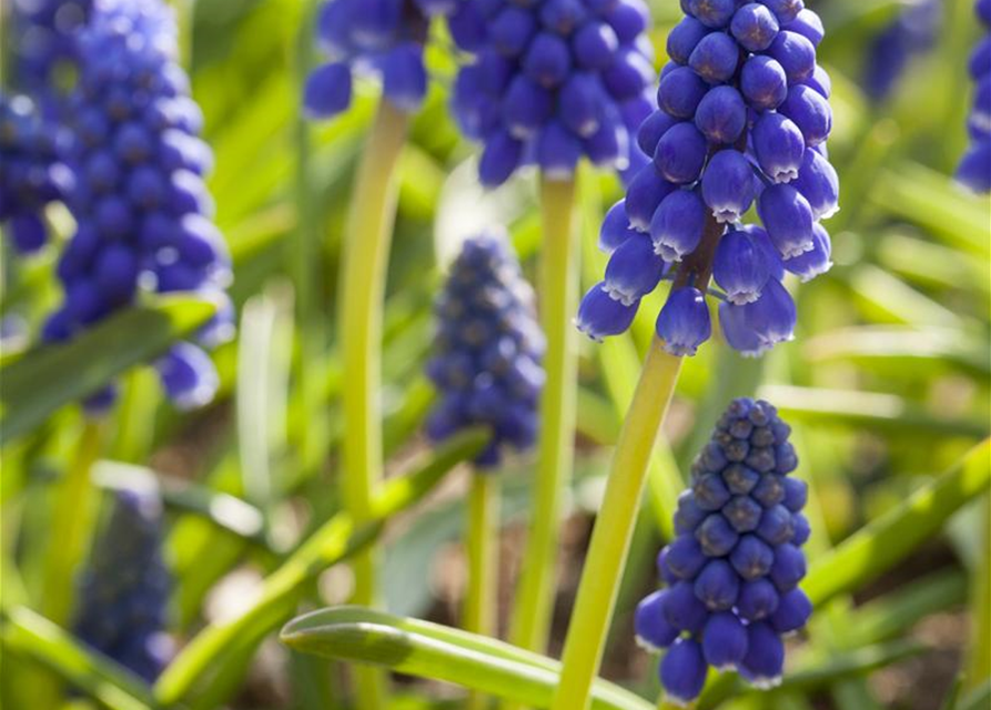 Muscari armeniacum x20 9/10