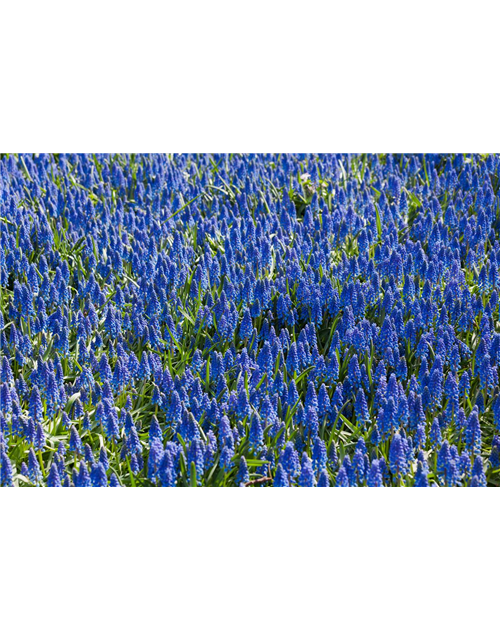 Muscari armeniacum Mini