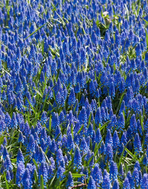 Muscari armeniacum x20 9/10