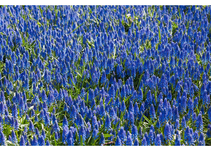 Muscari armeniacum Mini