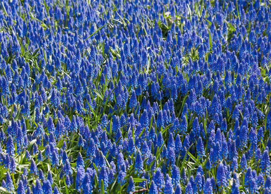 Muscari armeniacum x20 9/10