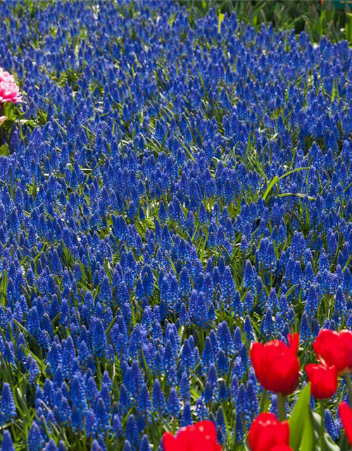 Muscari armeniacum x20 9/10