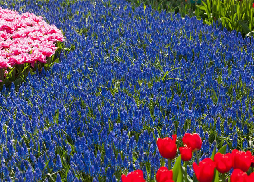 Muscari armeniacum x20 9/10