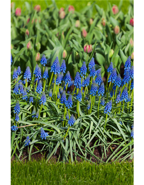 Muscari armeniacum Mini