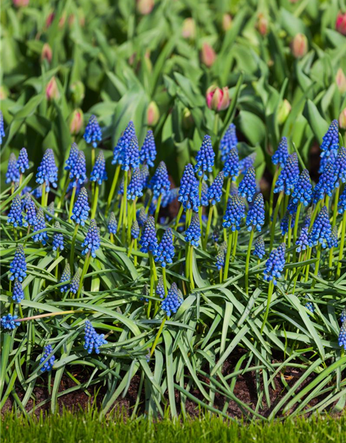 Muscari armeniacum x20 9/10