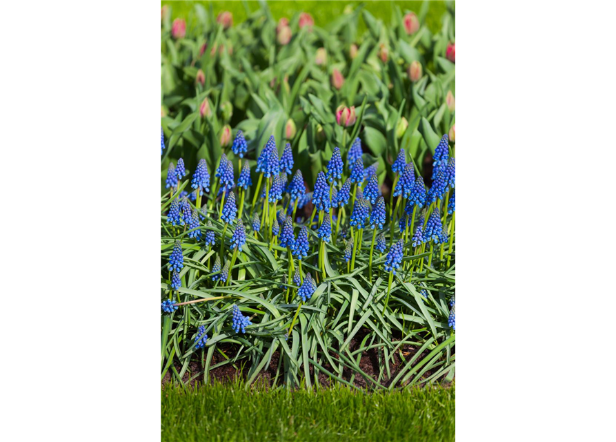 Muscari armeniacum Mini