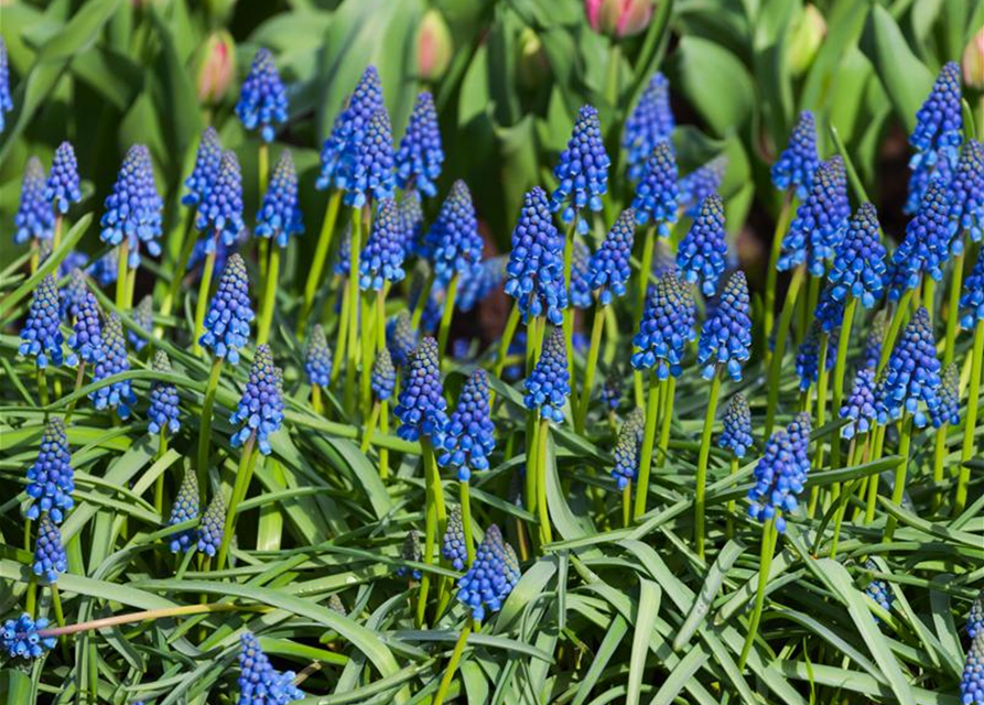 Muscari armeniacum x20 9/10