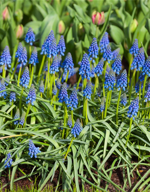 Muscari armeniacum x20 9/10