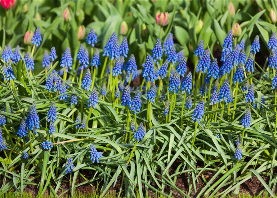 Muscari armeniacum x20 9/10