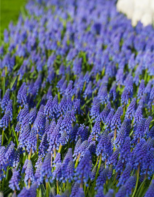 Muscari armeniacum x20 9/10