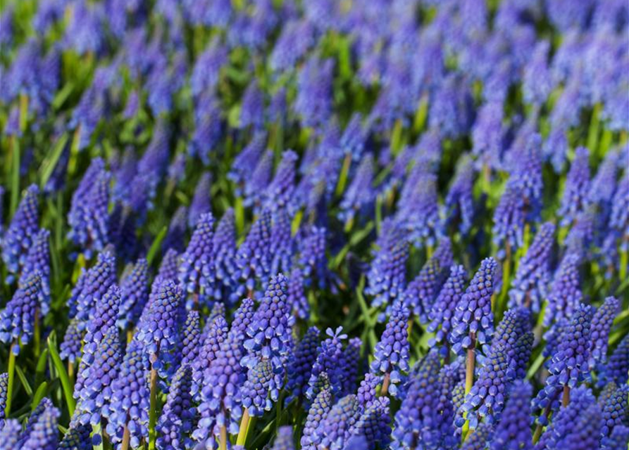 Muscari armeniacum x20 9/10