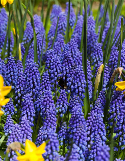 Muscari armeniacum x20 9/10