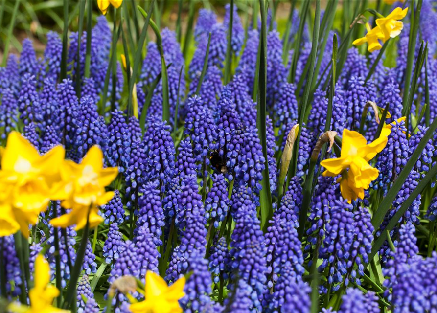 Muscari armeniacum x20 9/10