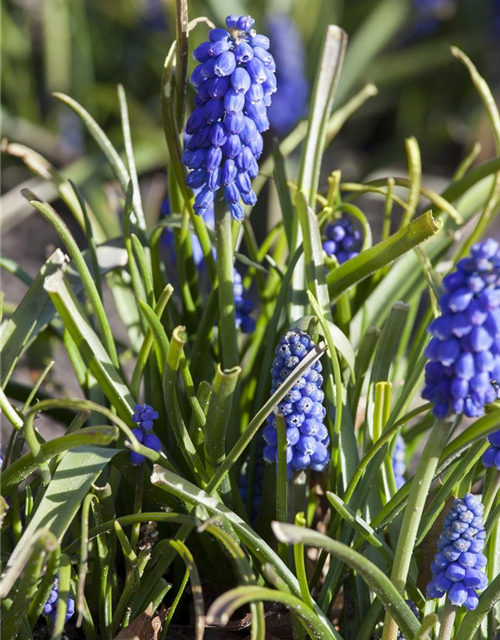 Muscari armeniacum x20 9/10