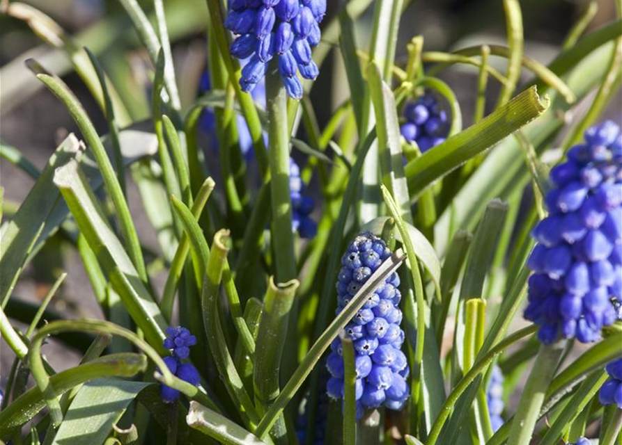 Muscari armeniacum x20 9/10