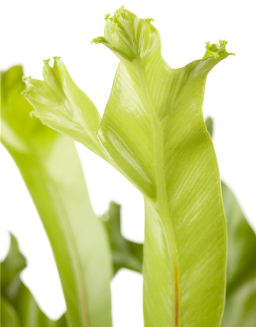 Asplenium antiquum Leslie