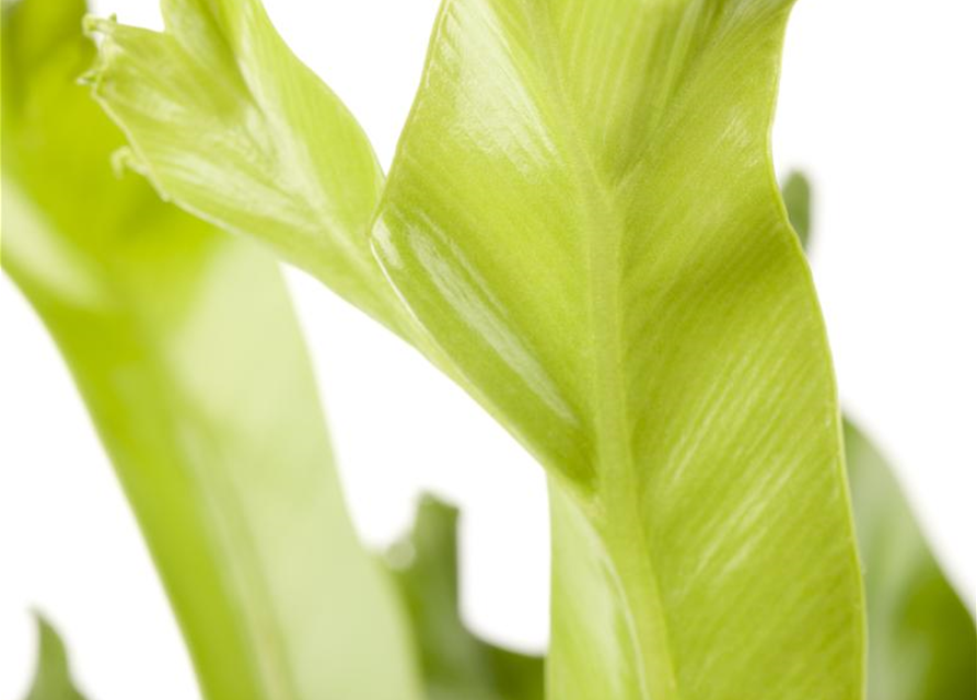 Asplenium antiquum Leslie