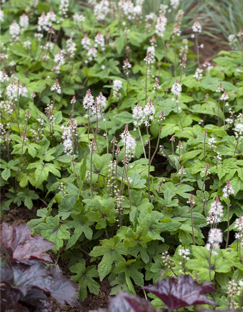 Tiarella laciniata Spring Symphony