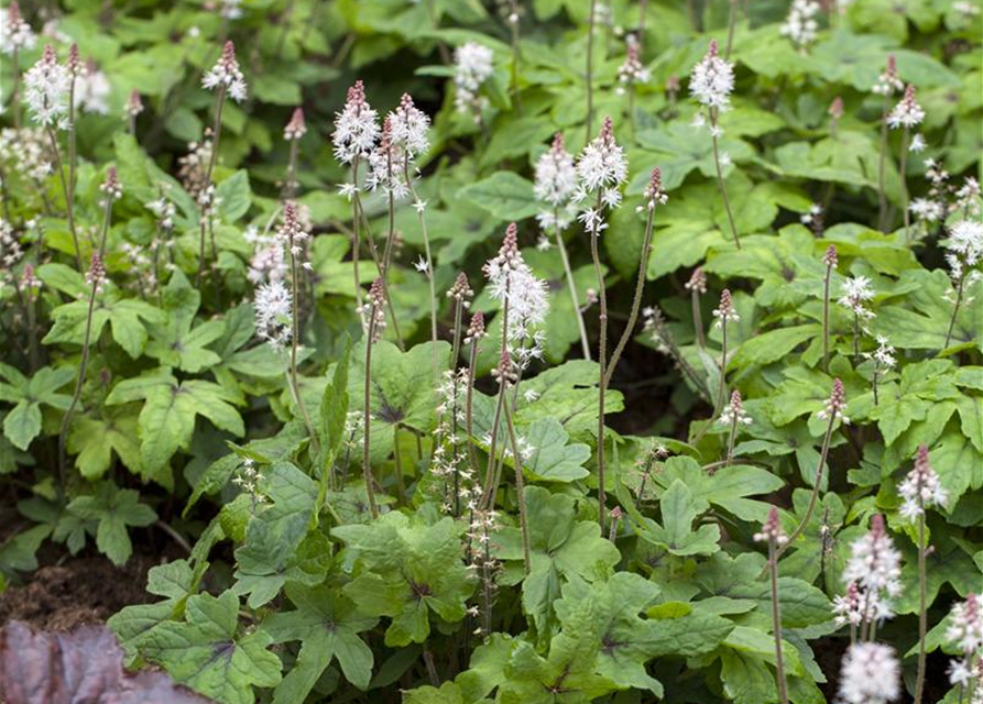 Tiarella laciniata Spring Symphony