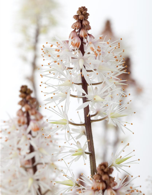 Tiarella laciniata Spring Symphony