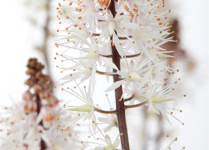 Tiarella laciniata Spring Symphony