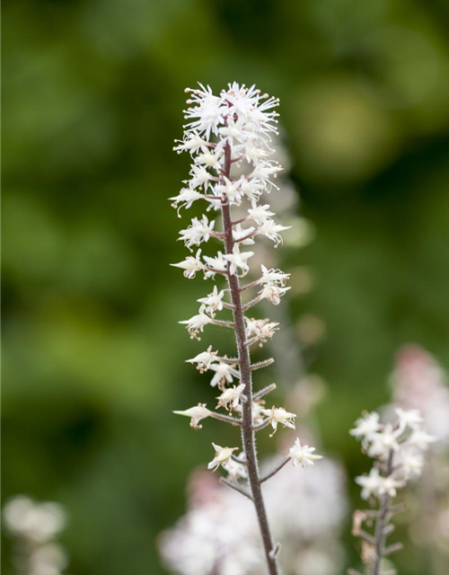 Tiarella laciniata Spring Symphony