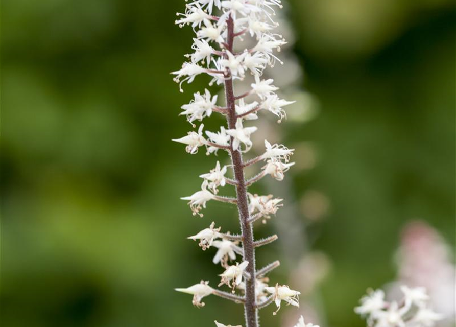 Tiarella laciniata Spring Symphony