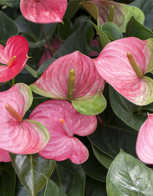 Anthurium andreanum Rosa