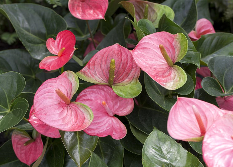 Anthurium andreanum Rosa