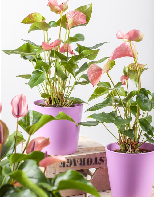 Anthurium andreanum Rosa