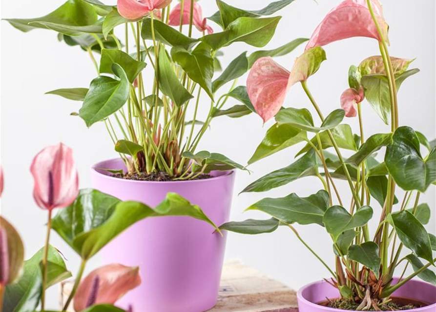 Anthurium andreanum Rosa