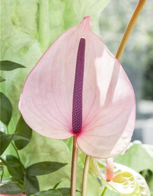 Anthurium andreanum Rosa