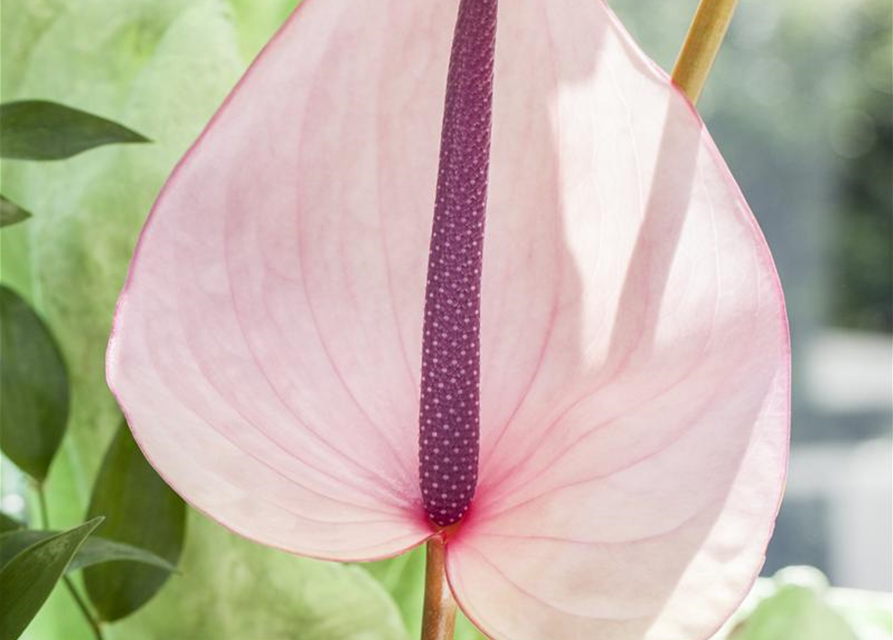 Anthurium andreanum Rosa