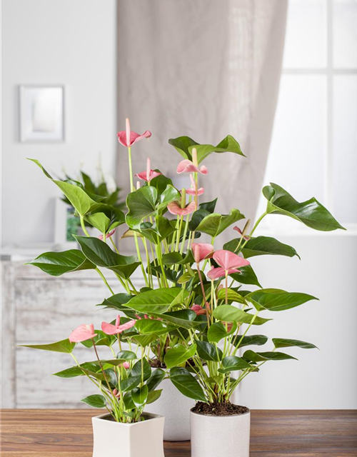 Anthurium andreanum Rosa